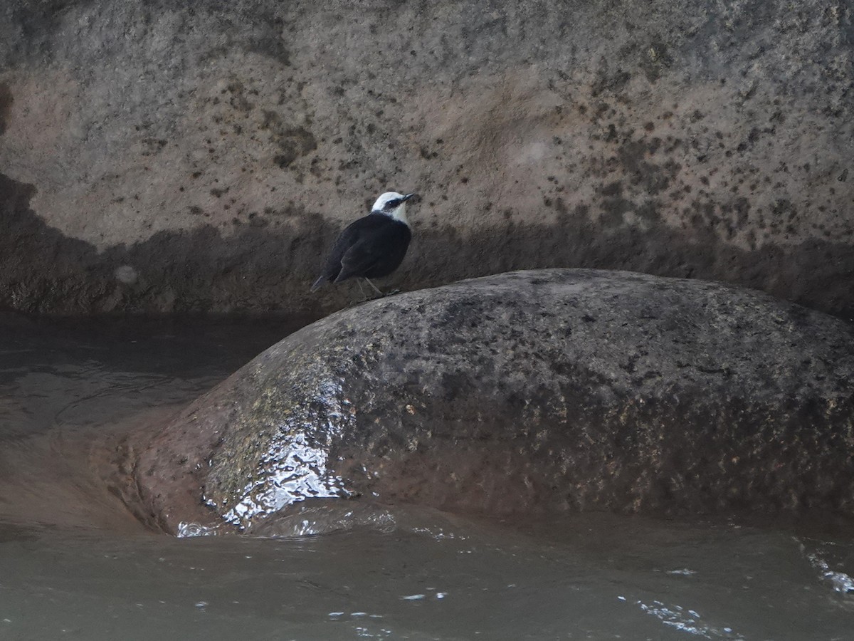 シロガシラカワガラス - ML647174313