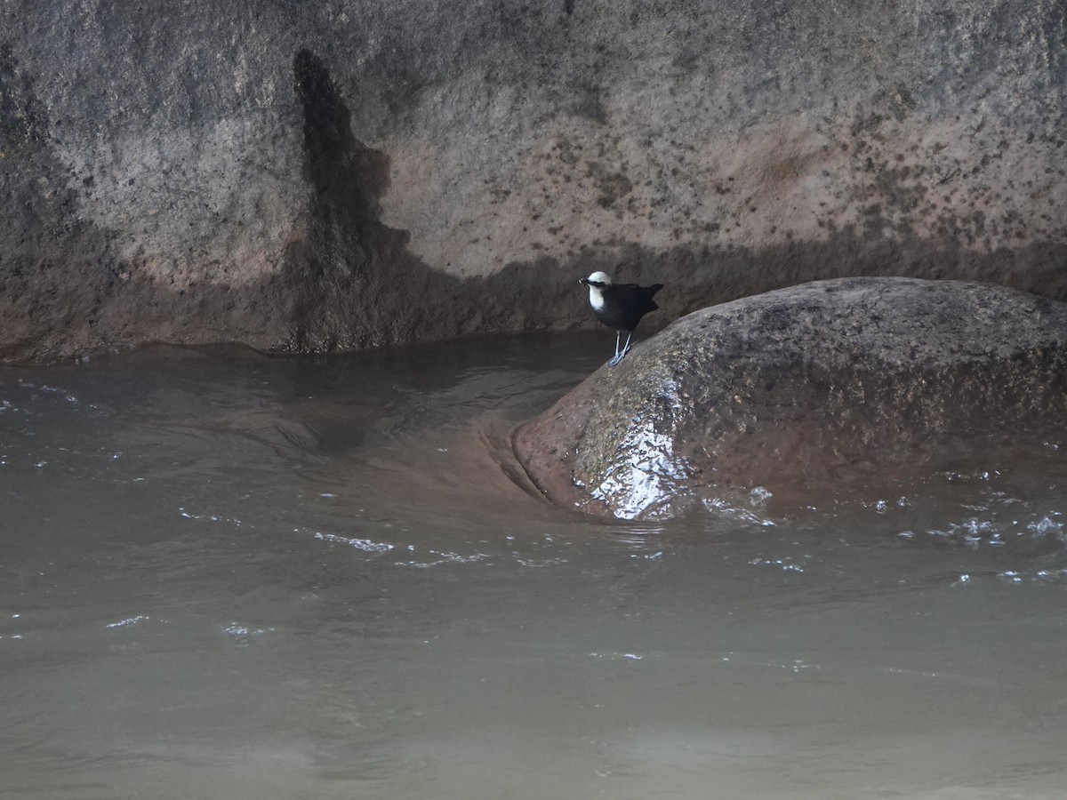 シロガシラカワガラス - ML647174314