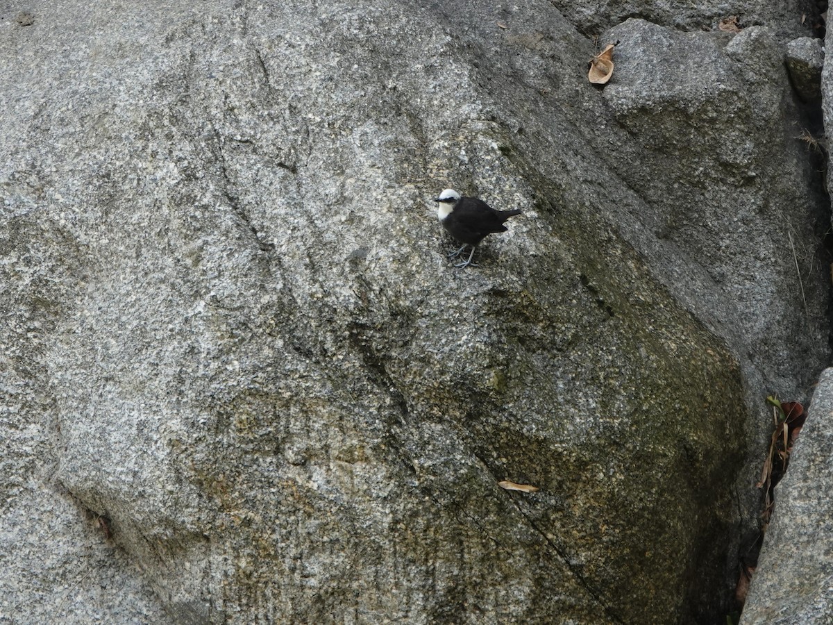 シロガシラカワガラス - ML647174315