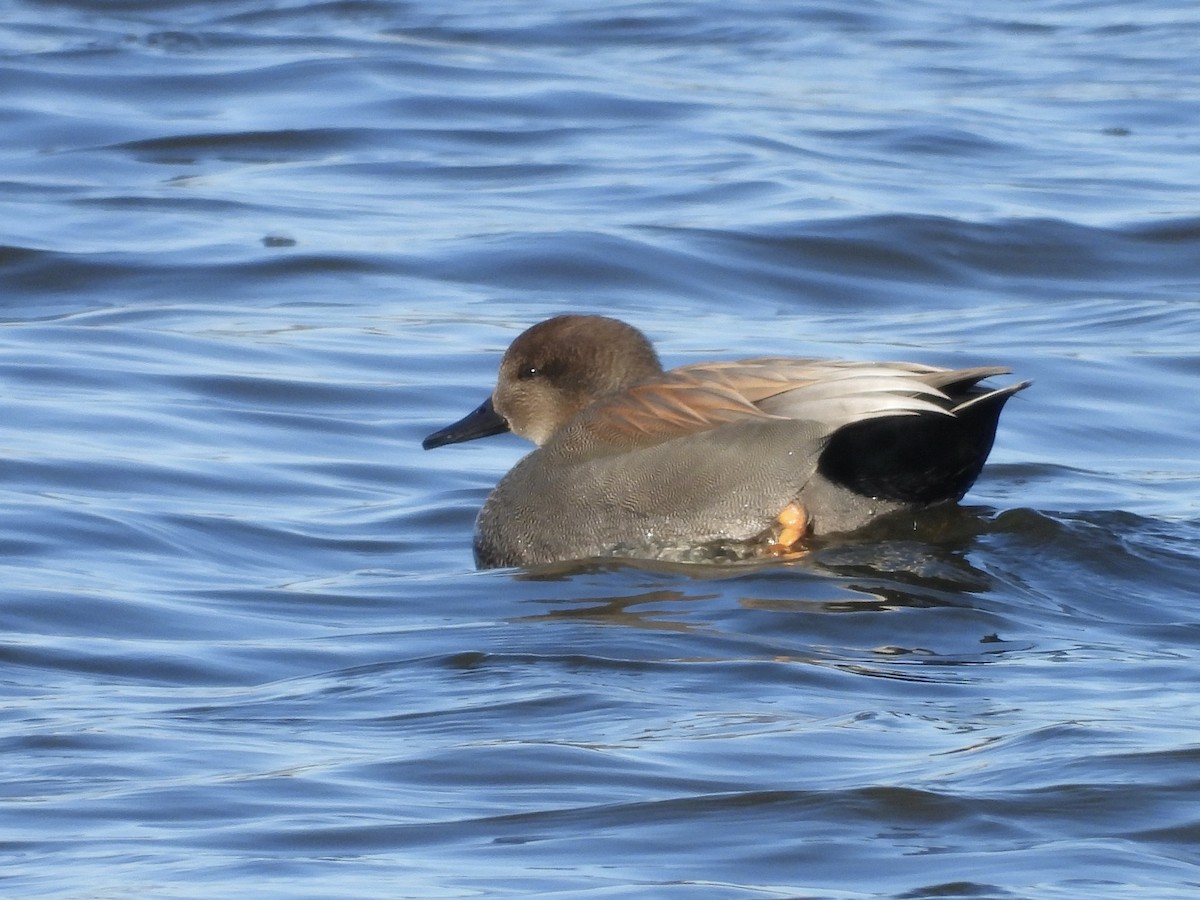 オカヨシガモ - ML647174316