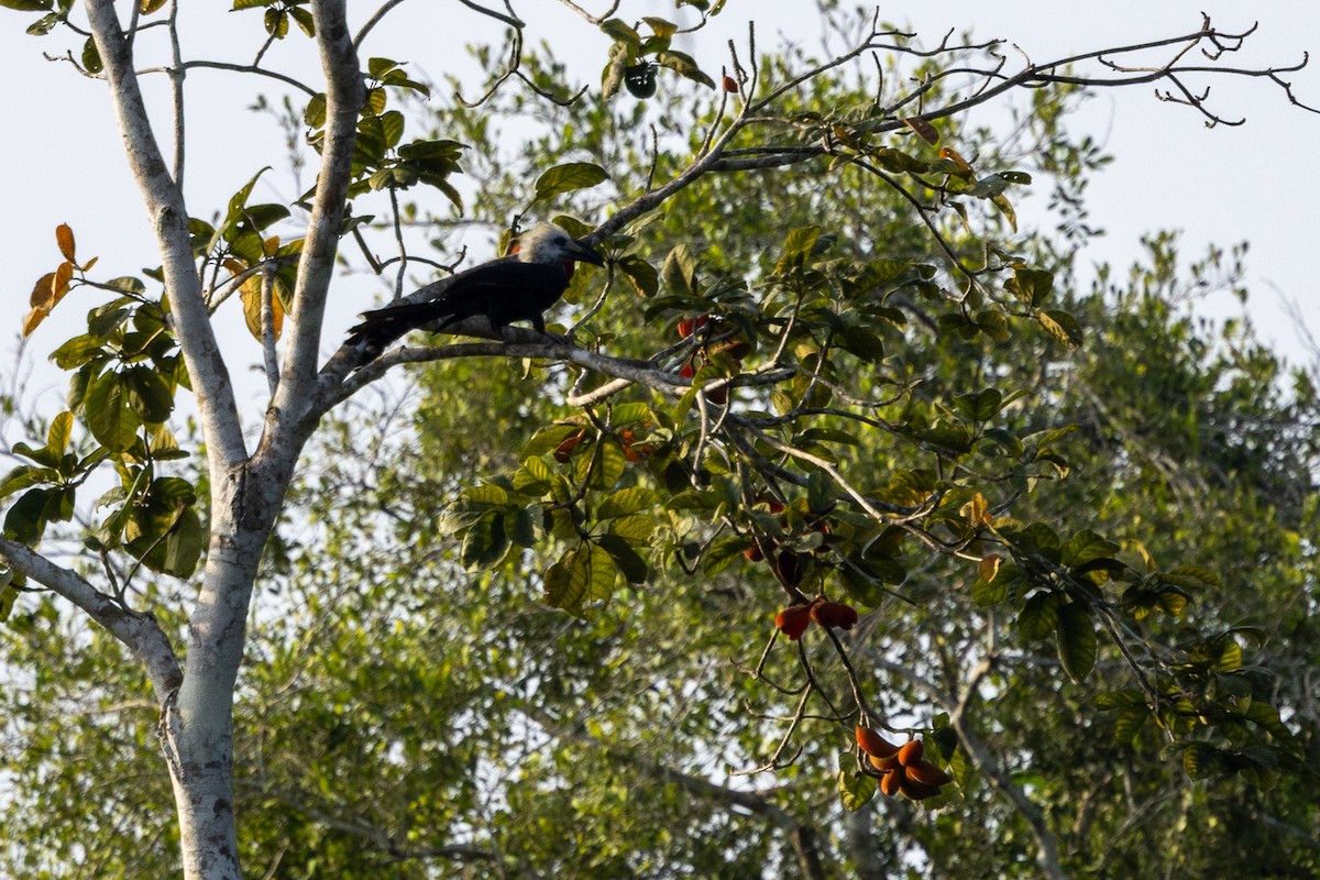 Western Long-tailed Hornbill - ML647174317