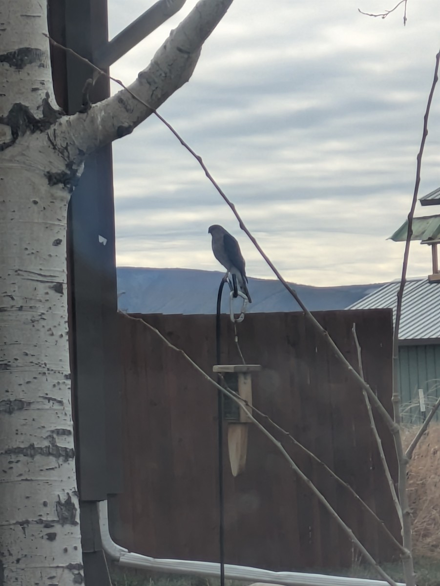 アシボソハイタカ - ML647174318