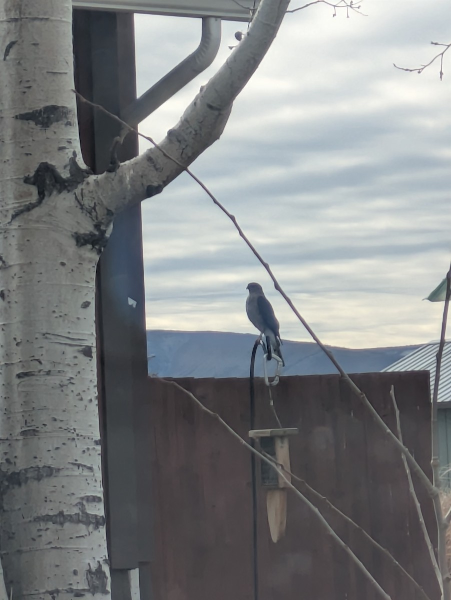 アシボソハイタカ - ML647174319