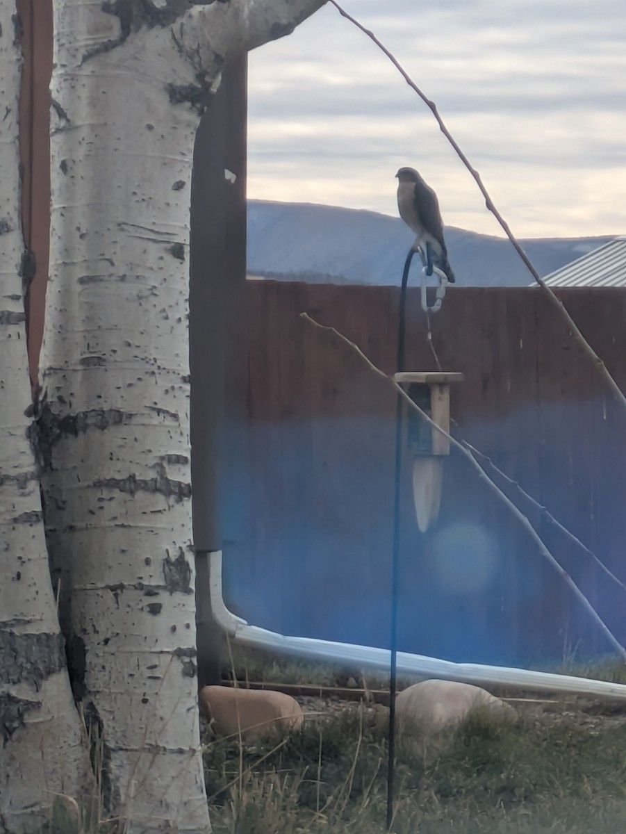 アシボソハイタカ - ML647174320