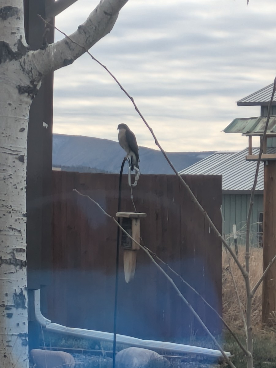 アシボソハイタカ - ML647174321