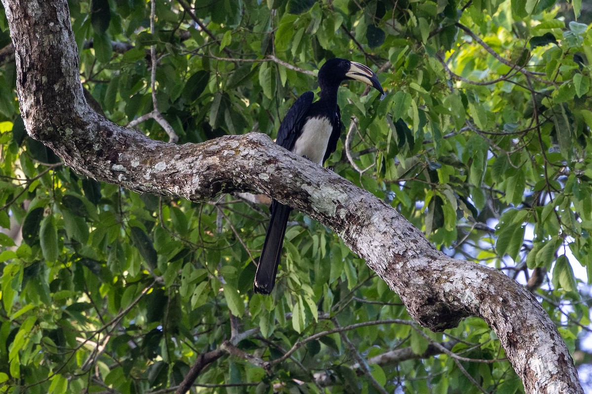 West African Pied Hornbill - ML647174322