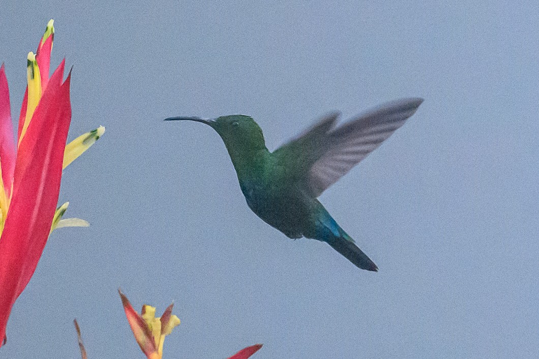 ウチワハチドリ - ML647174324