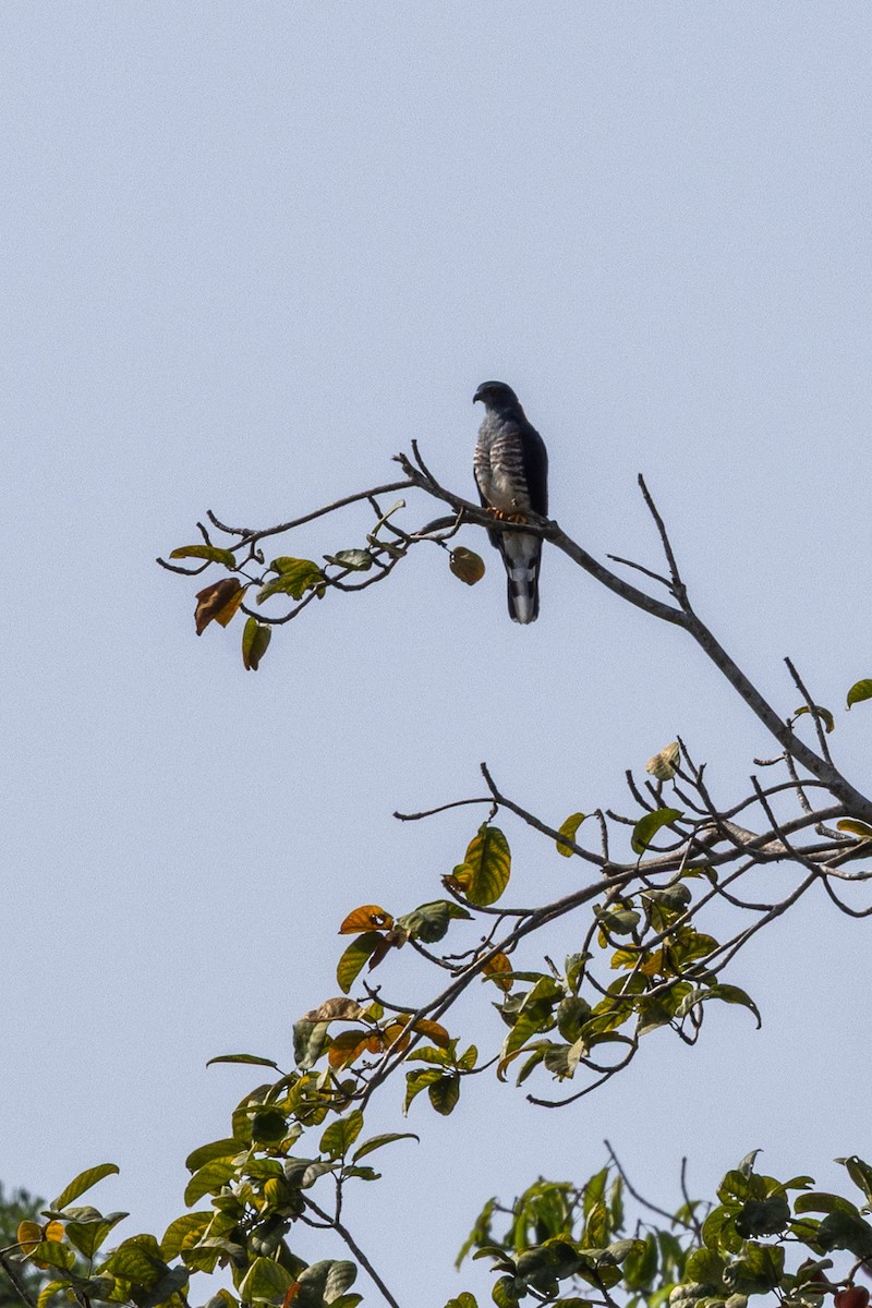 アフリカカッコウハヤブサ - ML647174325