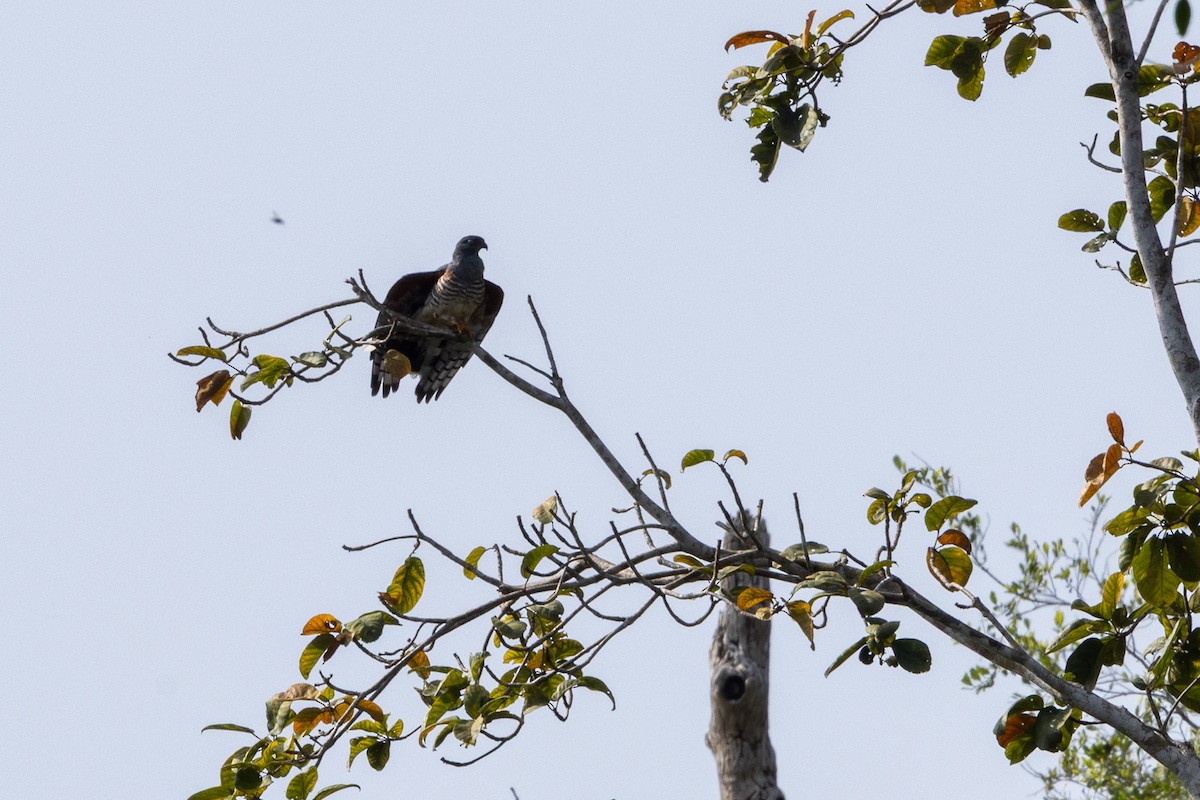 アフリカカッコウハヤブサ - ML647174326