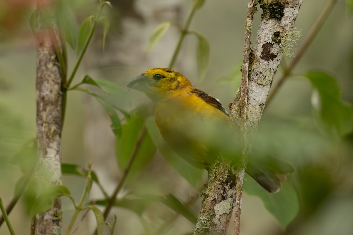 Golden Grosbeak - ML647174328