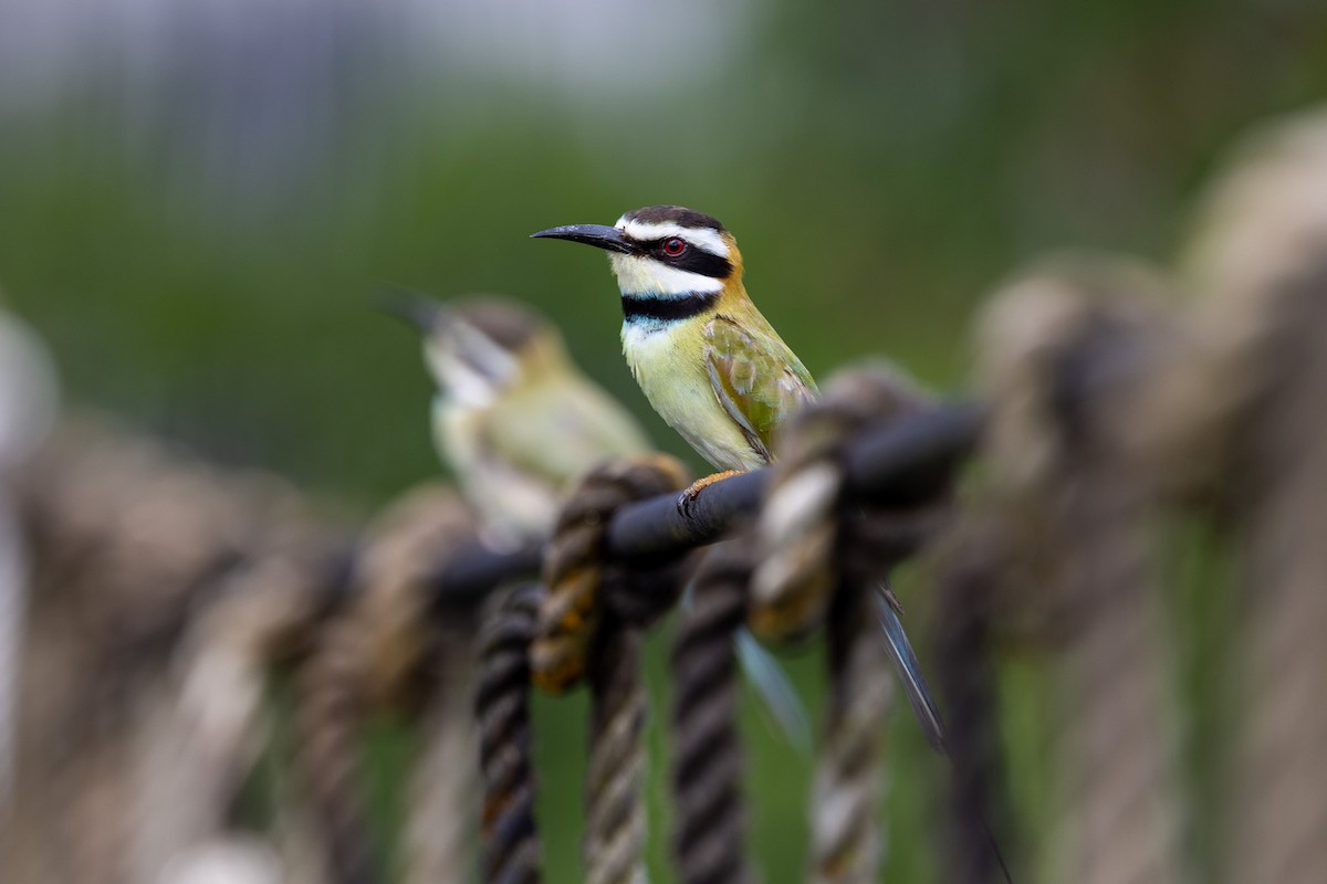 White-throated Bee-eater - ML647174329