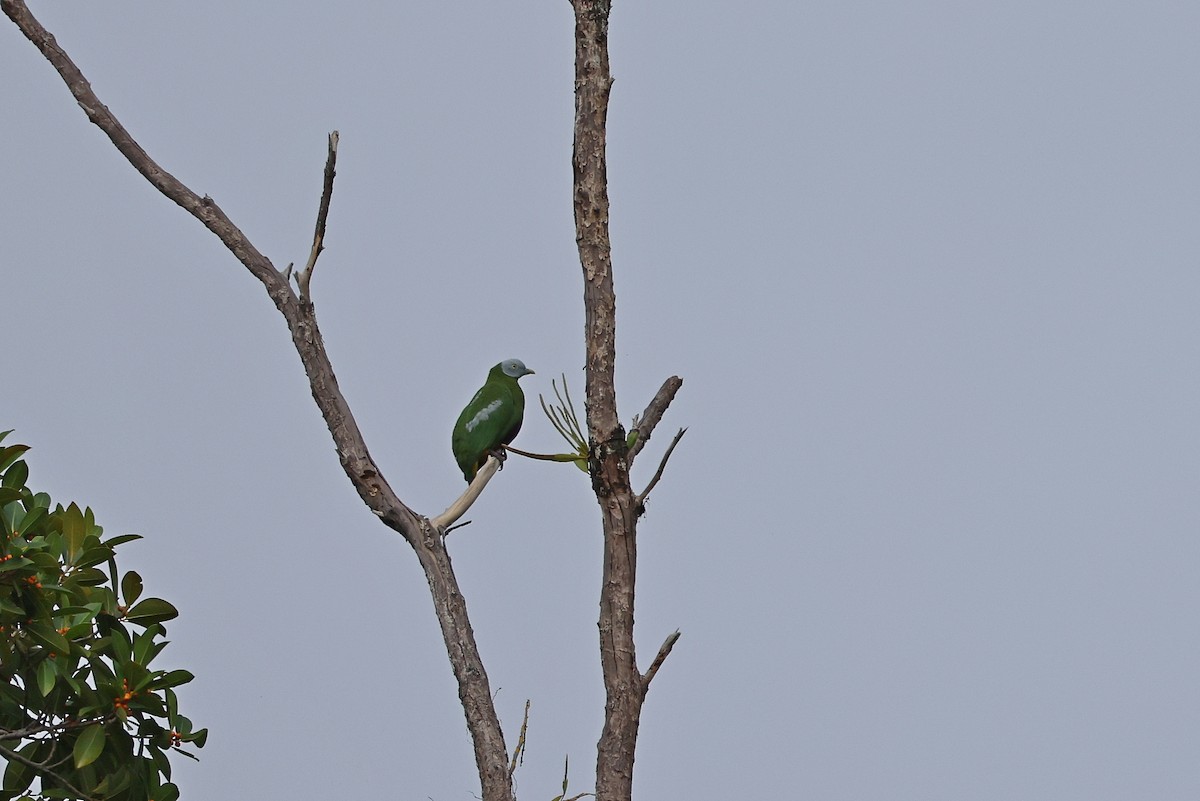 Gray-headed Fruit-Dove - ML647174331