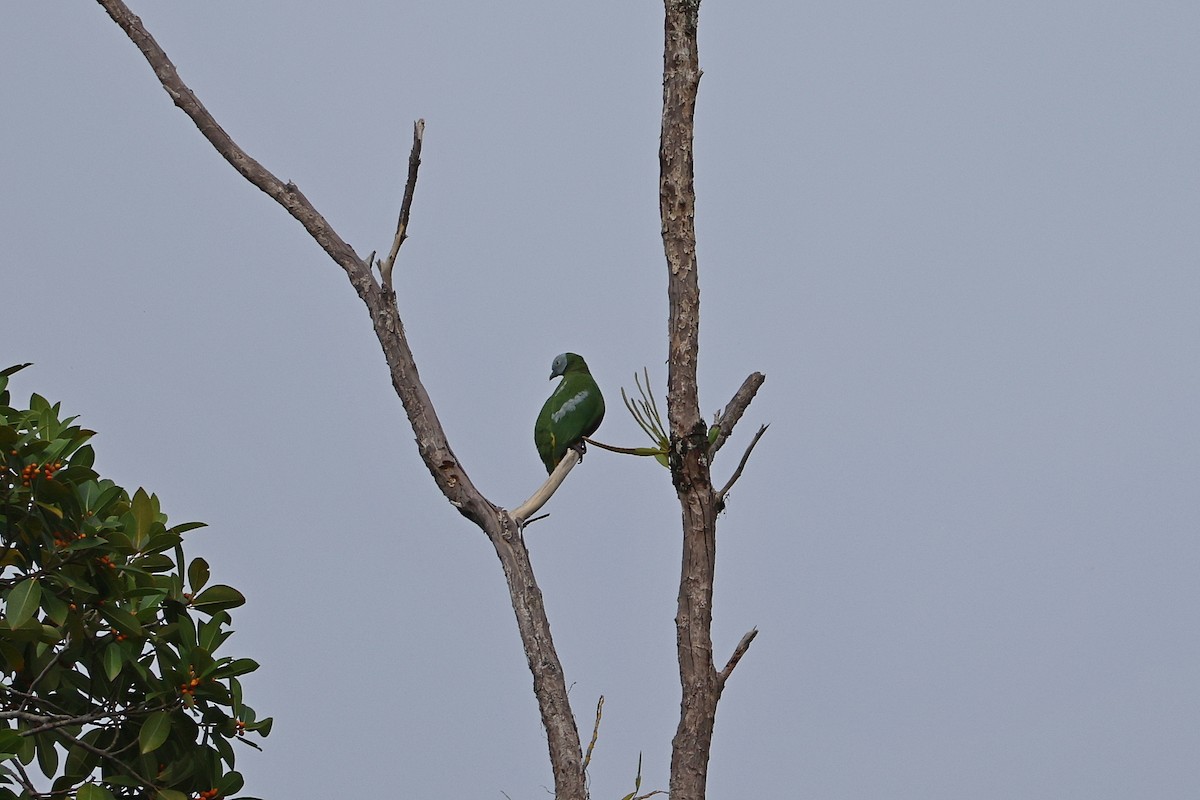 Gray-headed Fruit-Dove - ML647174332