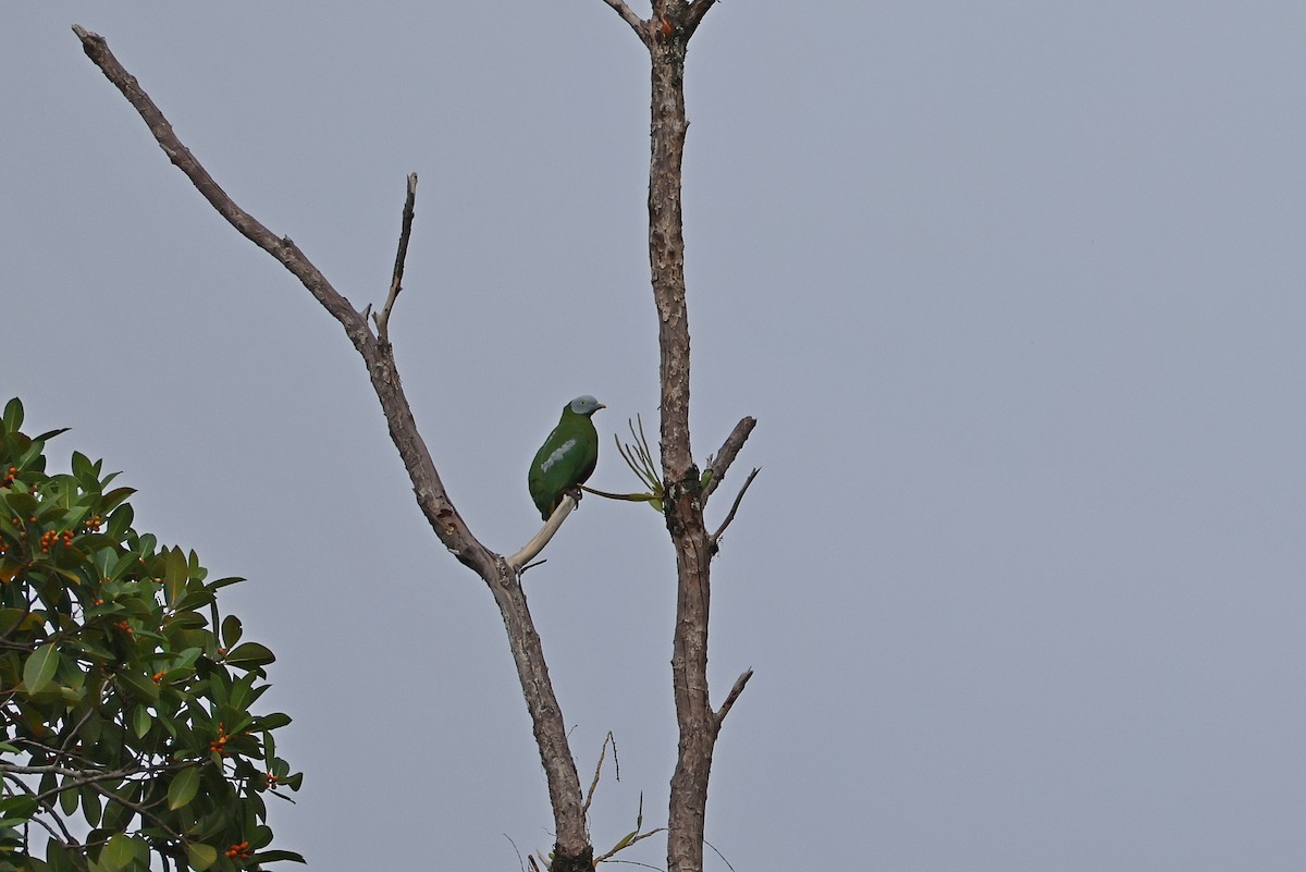 Gray-headed Fruit-Dove - ML647174333