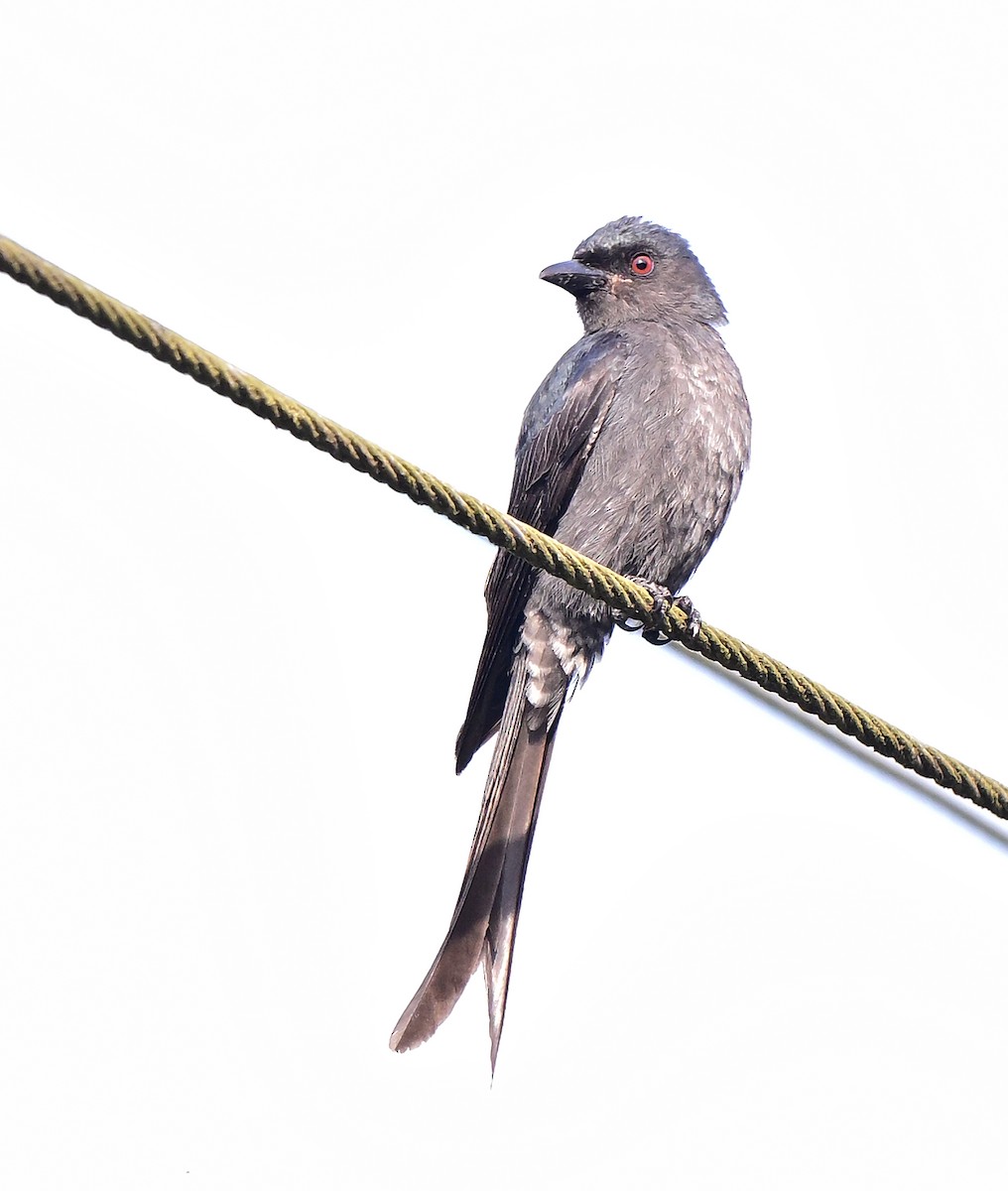 Ashy Drongo - ML647174334