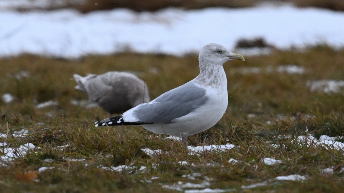 American Herring Gull - ML647174335