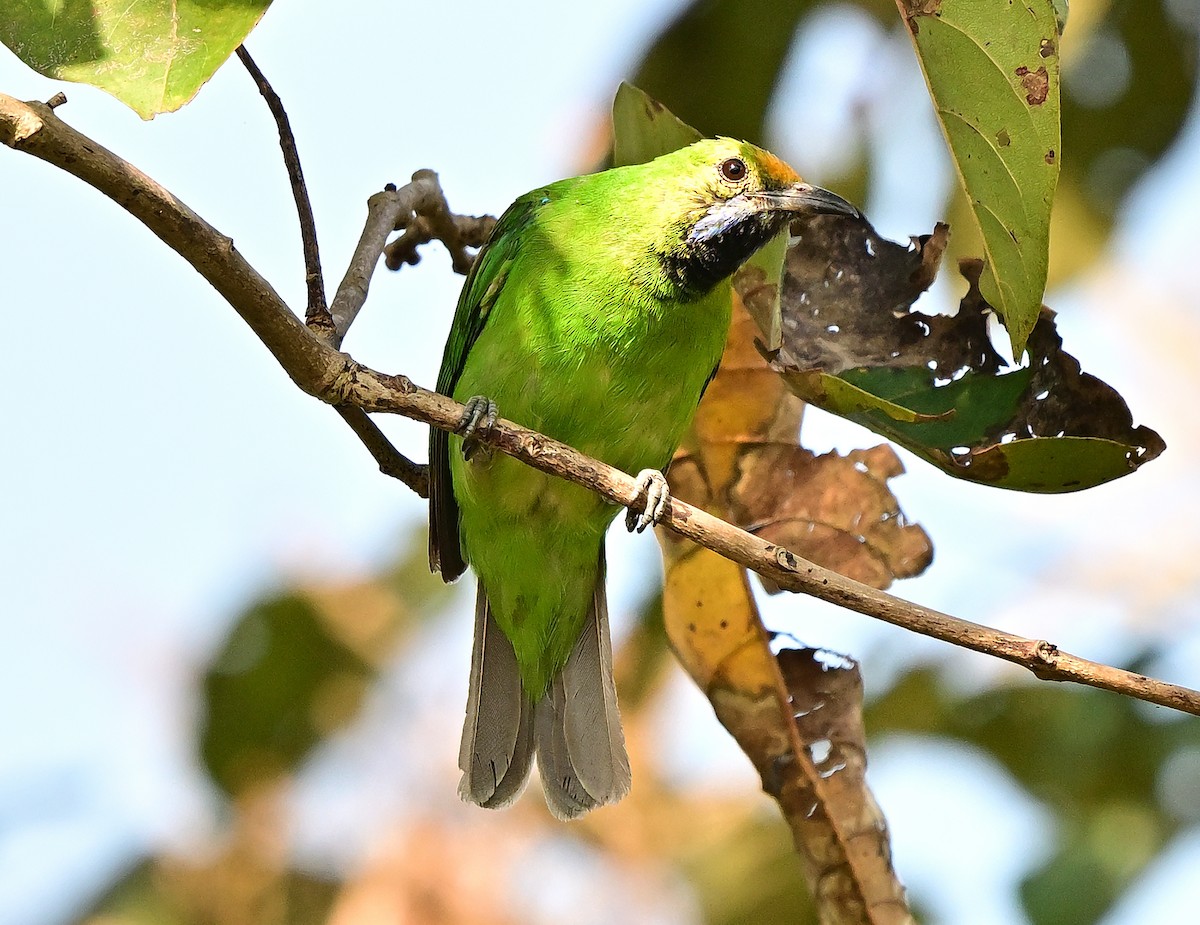 Golden-fronted Leafbird - ML647174337