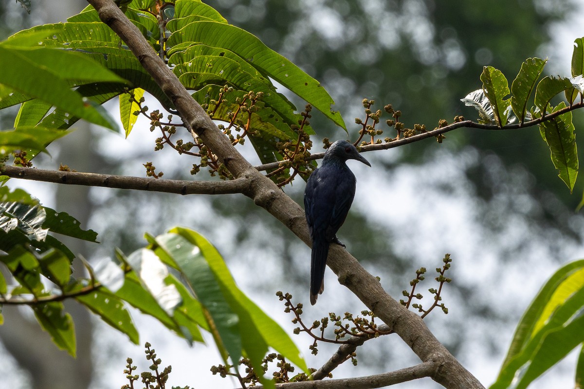 Velvet-mantled Drongo - ML647174339