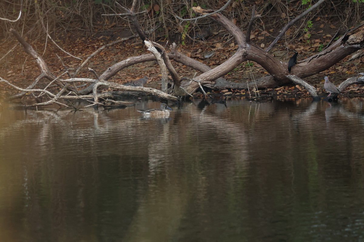Northern Shoveler - ML647174340
