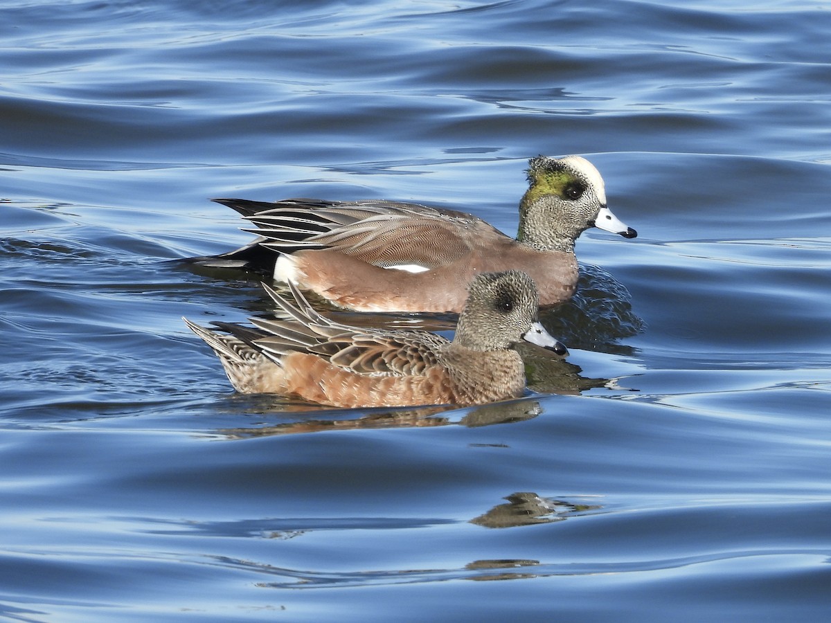 American Wigeon - ML647174341