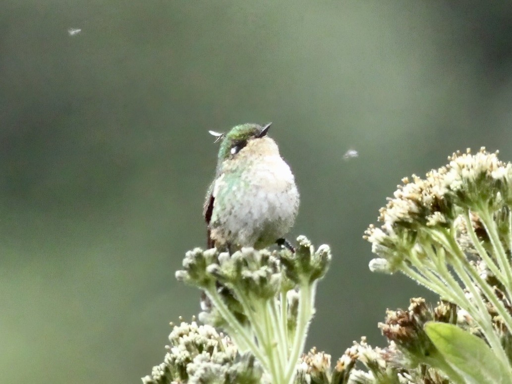 Tyrian Metaltail - ML647174342