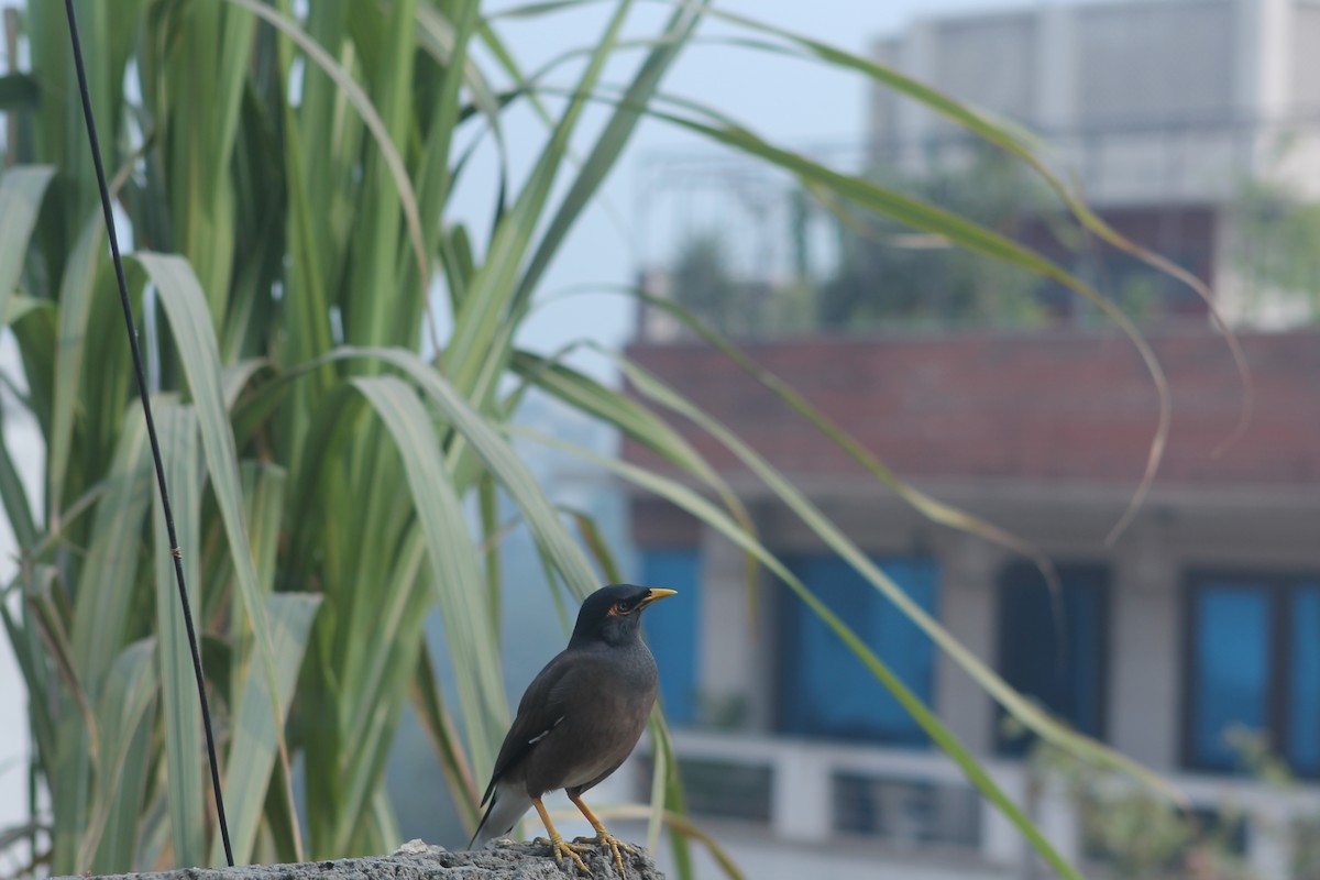 Common Myna - ML647174343