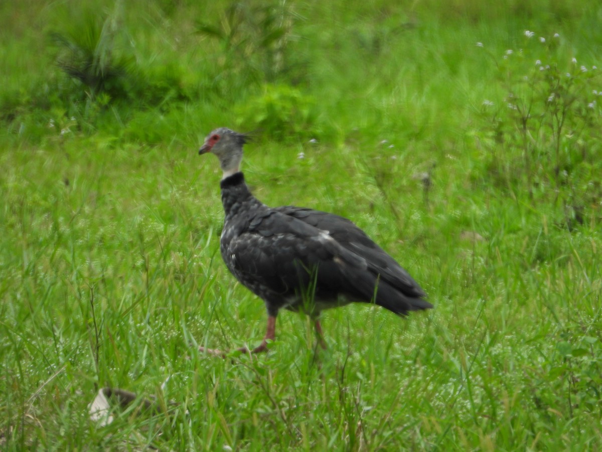 Southern Screamer - ML647174353