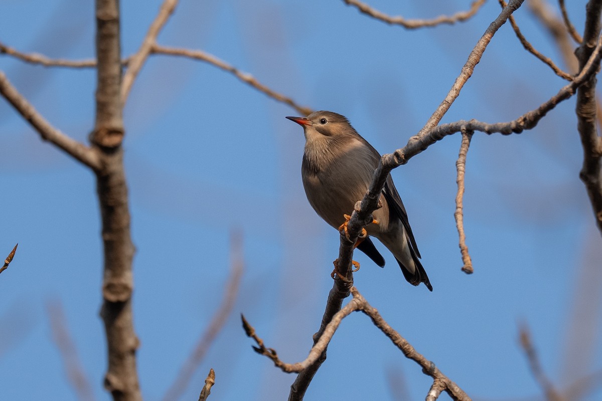 Red-billed Starling - ML647174354