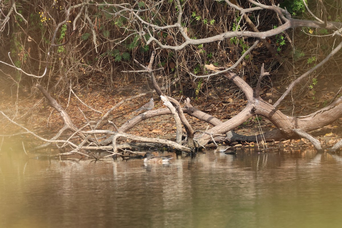 Common Snipe - ML647174355