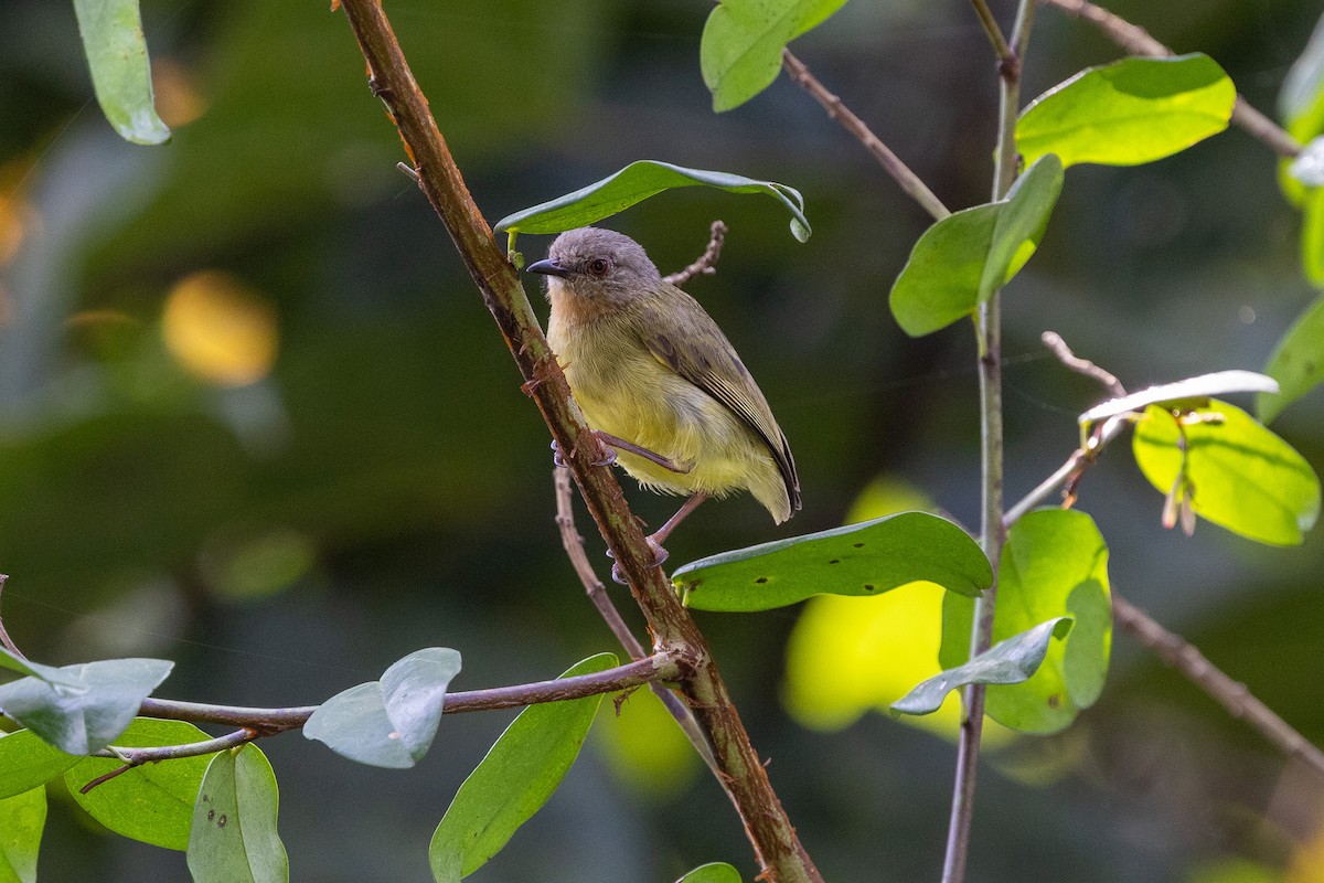 Lemon-bellied Crombec - ML647174356