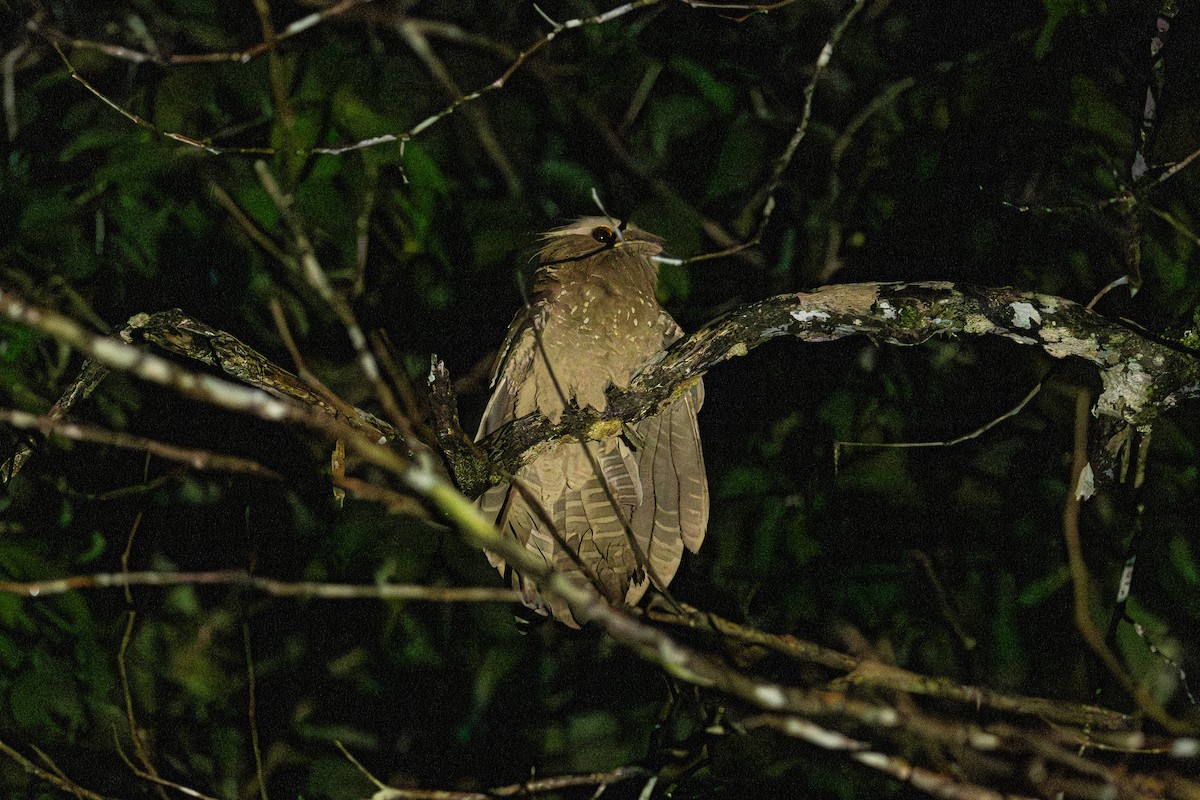 Large Frogmouth - ML647174357