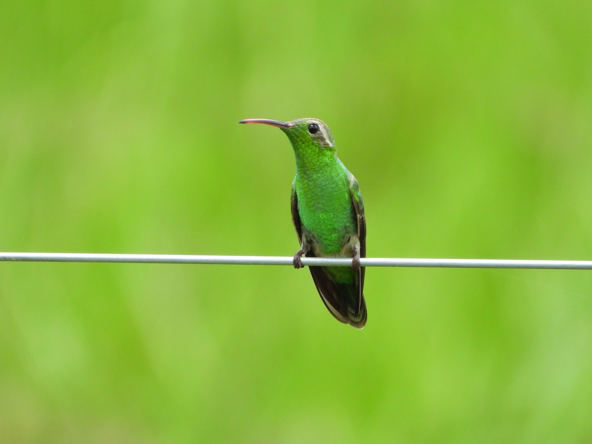 White-tailed Goldenthroat - ML647174358