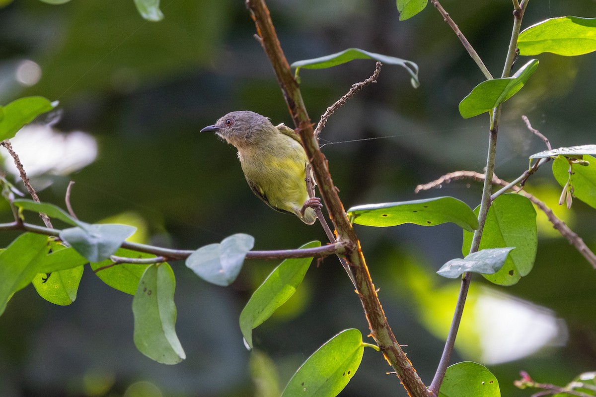 Lemon-bellied Crombec - ML647174359