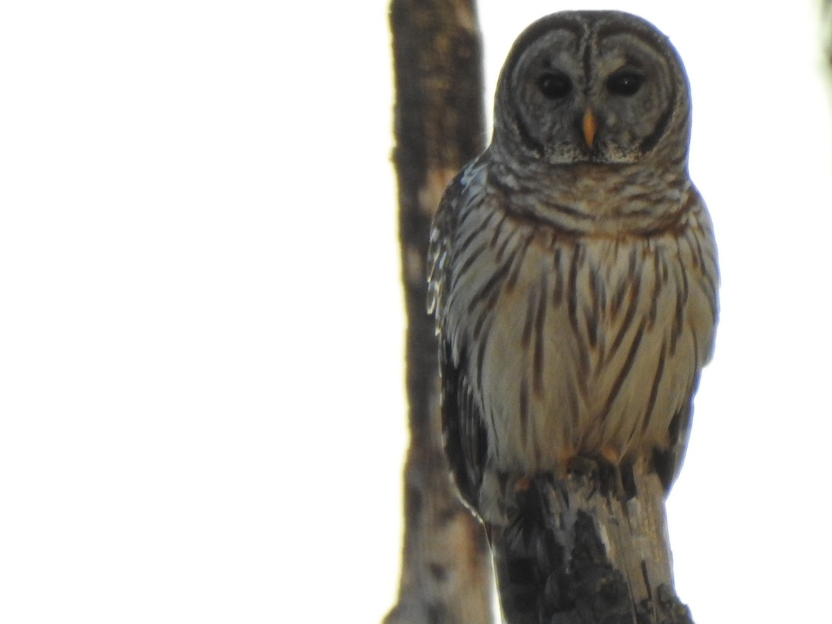 Barred Owl - ML647174360