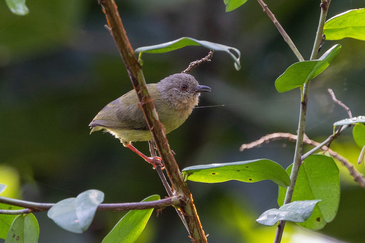 Lemon-bellied Crombec - ML647174361