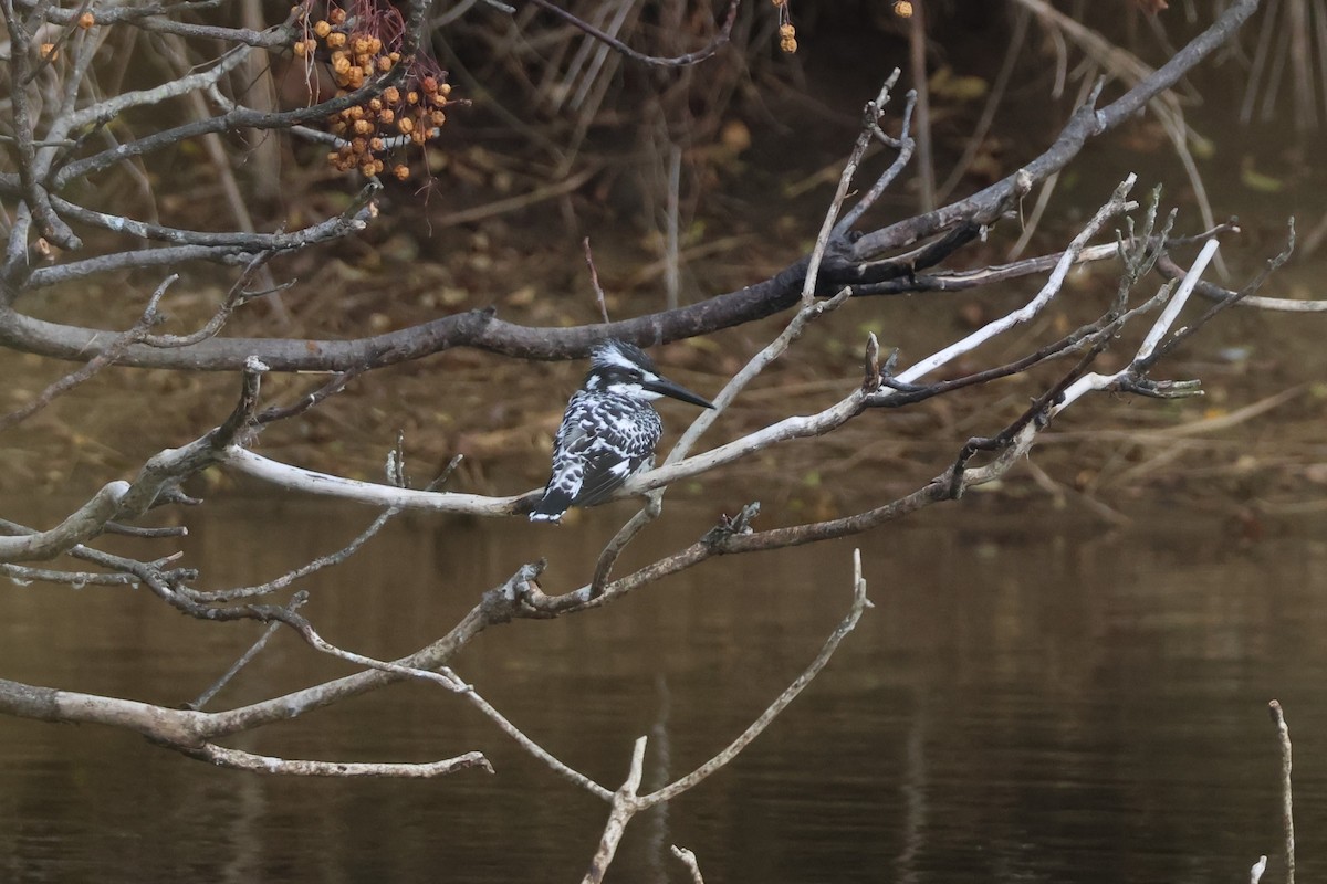 Pied Kingfisher - ML647174362