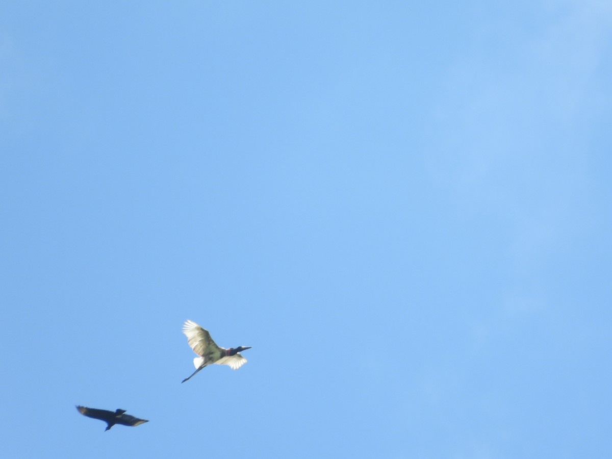 Jabiru - ML647174363