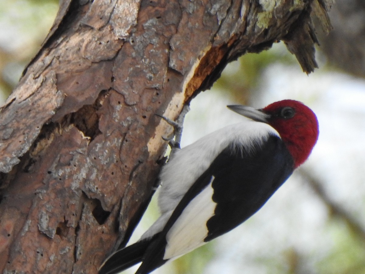 Red-headed Woodpecker - ML647174367