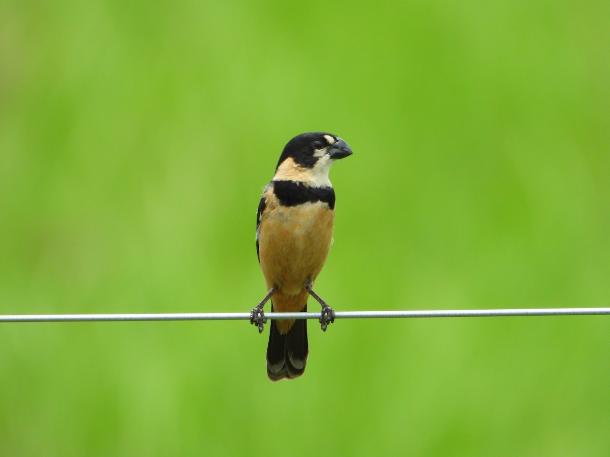 Rusty-collared Seedeater - ML647174370