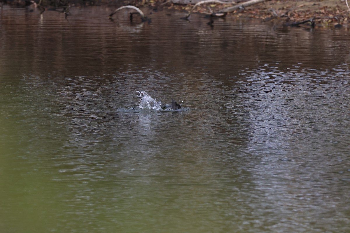 Eurasian Coot - ML647174374