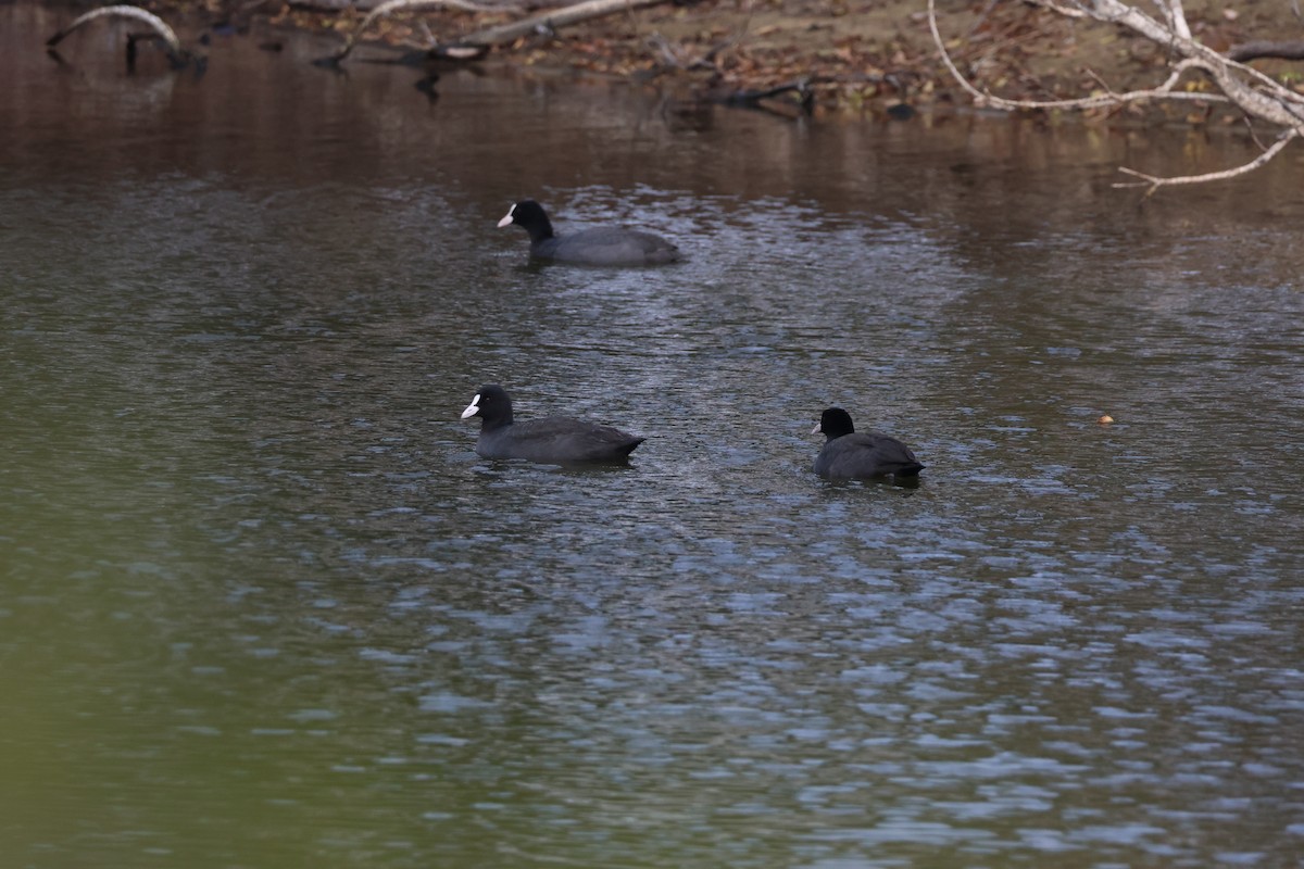Eurasian Coot - ML647174375