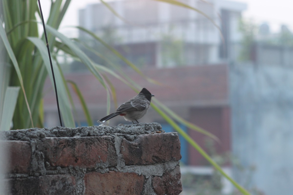 Red-vented Bulbul - ML647174376