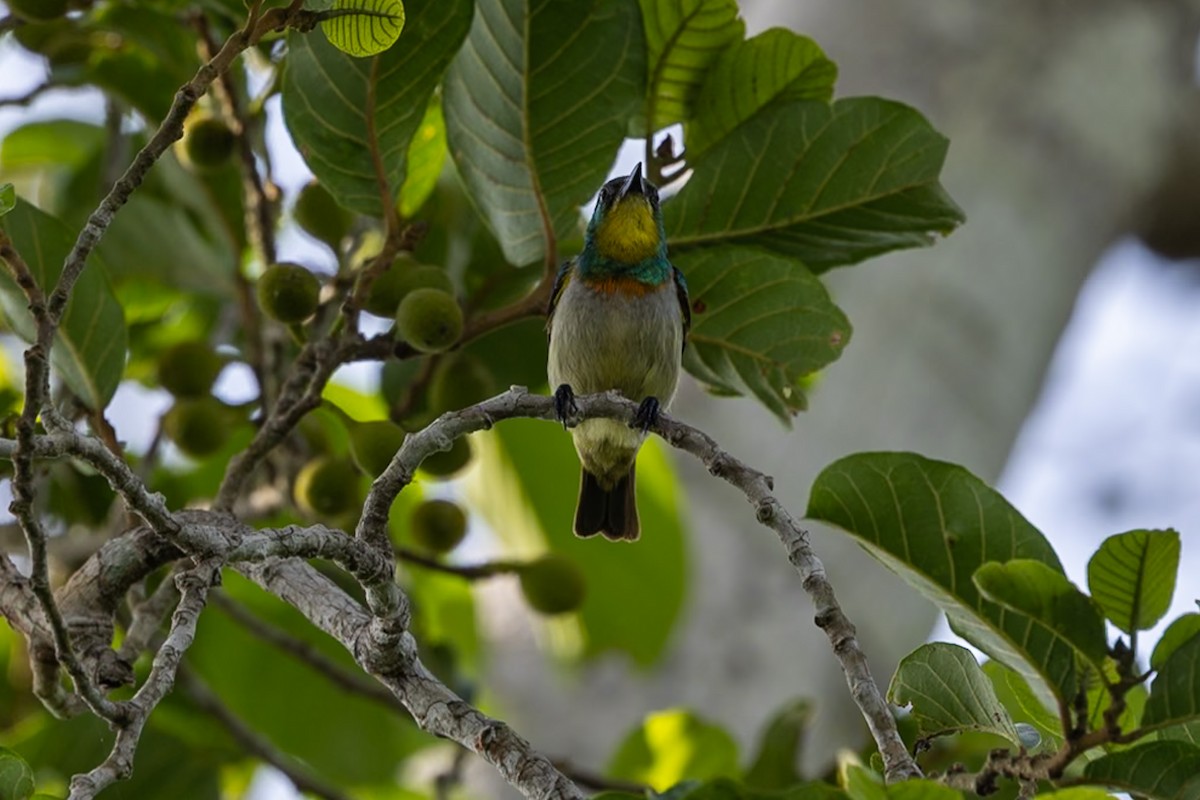 Yellow-chinned Sunbird - ML647174377