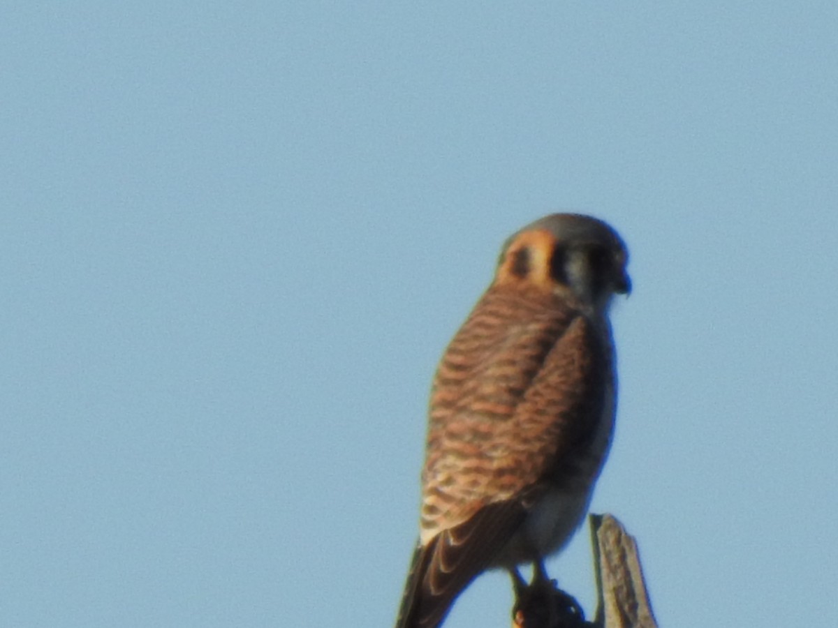 American Kestrel - ML647174379