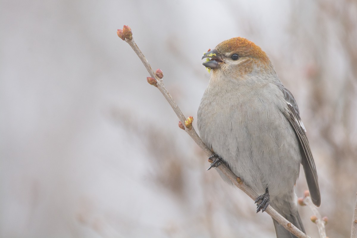 Pine Grosbeak - ML647174387