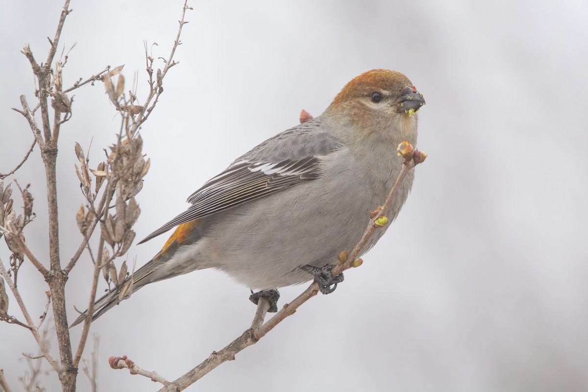 Pine Grosbeak - ML647174388