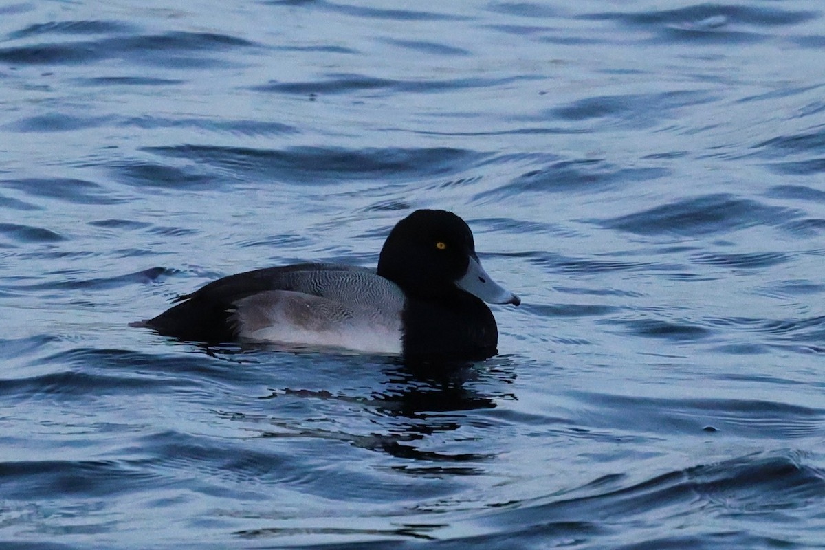 Greater Scaup - ML647174389