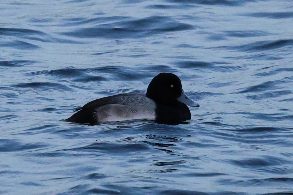 Greater Scaup - ML647174390