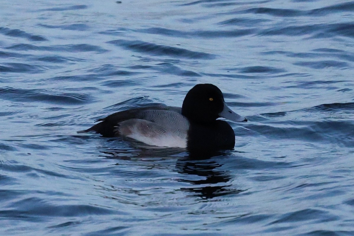 Greater Scaup - ML647174391
