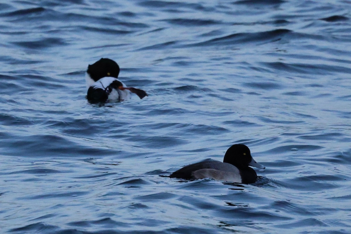 Greater Scaup - ML647174392